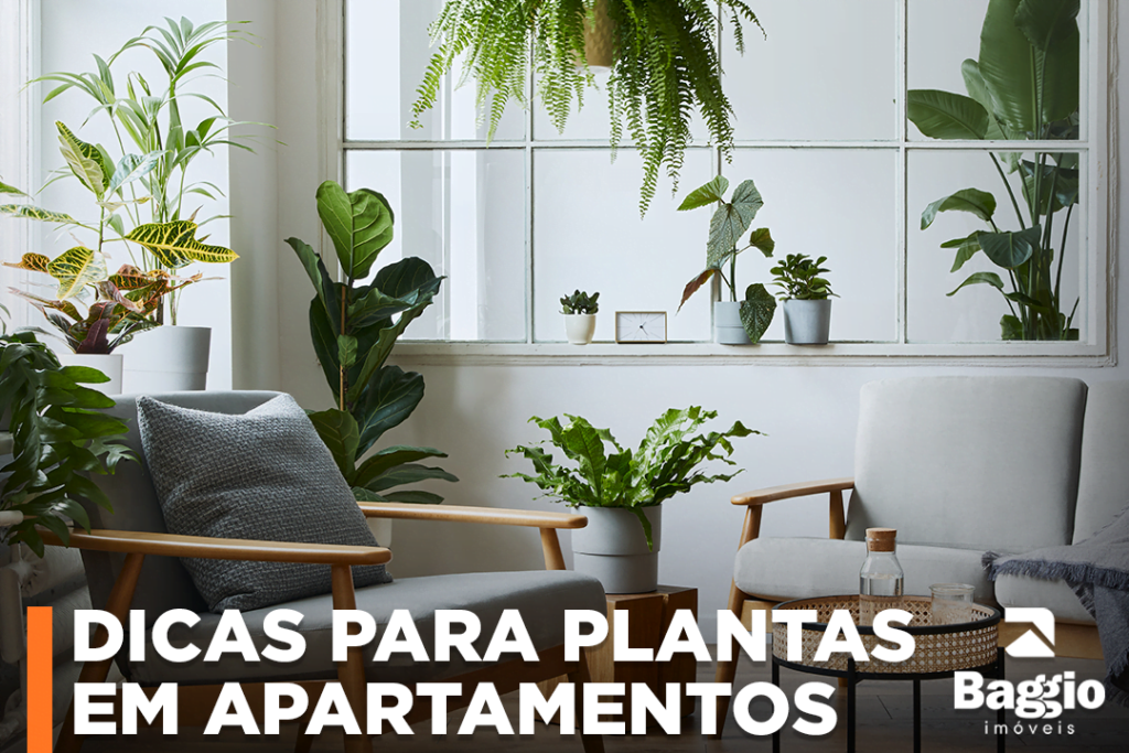 Dicas para plantas em apartamentos Dicas para plantas em apartamentos
